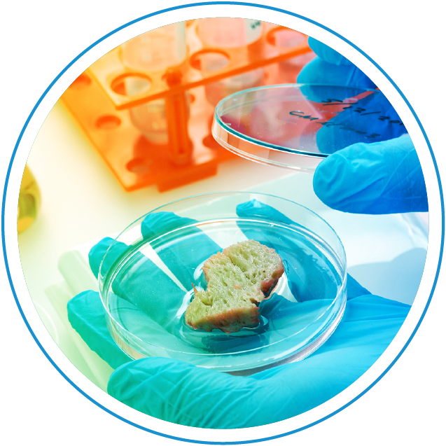 Microbiological Shelf Life Study